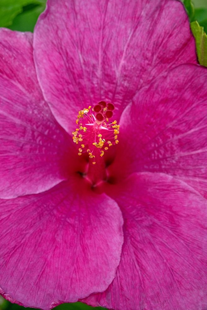 Hibiscus